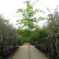Quercus palustris - 10-12