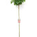 Quercus palustris ‘Green Dwarf’ - 6-8