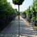Quercus palustris ‘Green Dwarf’ - 8-10