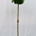Quercus palustris ‘Green Dwarf’ - 10-12