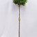 Quercus palustris ‘Green Dwarf’ - 12-14