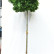 Quercus palustris ‘Green Dwarf’ - 16-18
