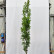 Quercus palustris ‘Green Pillar’ - 8-10