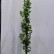 Quercus palustris ‘Green Pillar’ - 250-300