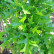 Quercus palustris ‘Green Pillar’ - 10-12