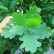 Quercus robur ‘Fastigiate Koster‘ - 12-14