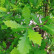 Quercus warei ‘Kindred Spirit‘ - 12-14