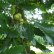 Quercus cerris - 12-14