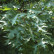 Quercus coccinea - 10-12