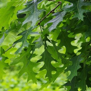 Quercus rubra - 6-8