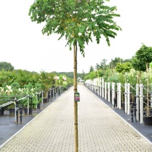 Robinia elliottii - 8-10