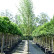 Salix alba ‘Chermesina’ - 10-12