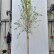 Salix alba ‘Chermesina’ - 12-14