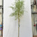 Salix alba ‘Sericea’ - 10-12