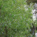 Salix alba ‘Sericea‘ - 10-12