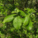Salix caprea - 8-10