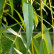 Salix sepulcralis ‘Chrysocoma’ - 10-12