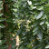 Sophora japonica ‘Pendula’ - 8-10