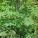 Sorbus aucuparia ‘Fingerprint‘ - 10-12