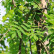 Sorbus aucuparia ‘Pendula‘ - 10-12