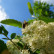 Sorbus thuringiaca ‘Fastigiata’ - 6-8
