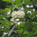 Sorbus intermedia - 14-16