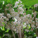 Styrax japonicus ‘June Snow‘ - 6-8