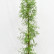 Taxodium distichum - 250-300