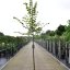 Tilia cordata ‘Winter Orange’ - 8-10