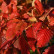 Carpinus betulus ‘Rockhampton Red‘ - 14-16