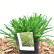 Carex morrowii ‘Irish Green‘ - Lfb.