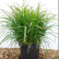 Carex morrowii ‘Irish Green‘ - Lfb.