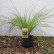 Carex testacea ‘Prairie Fire’ - Lvb.