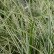 Carex morrowii ‘Ice Dance‘ - Lfb.