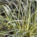 Carex oshimensis ‘Evergold‘ - Lfb.