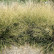 Deschampsia cespitosa ‘Goldtau‘ - Lfb.