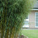 Fargesia robusta ‘Campbell’ - 60-80