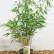 Fargesia robusta ‘Pingwu‘ - 80-100