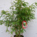 Fargesia robusta ‘Pingwu‘ - 100-125