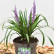 Liriope muscari ‘Royal Purple‘ - Lfb.