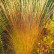 Molinia caerulea ‘Heidebraut’ - Lvb.