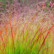 Panicum virgatum ‘Rehbraun’ - Lvb.