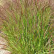 Panicum virgatum ‘Squaw’ - Lvb.