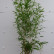 Phyllostachys aureosulcata ‘Aureocaulis‘ - 100-125