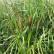 Pennisetum alopecuroides ‘Viridescens’ - Lvb.