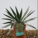 Yucca gloriosa ‘Variegata’ - 40-50