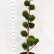 Cupressocyparis leylandii ‘Castlewellan’ - 175/-