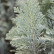 Chamacyparis lawsoniana ‘Ellwoodii Gold’ - 70-80