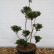Ilex crenata ‘Green Hedge‘ - 80-100