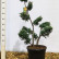 Juniperus chinensis ‘Blue Alps’ - 80-100